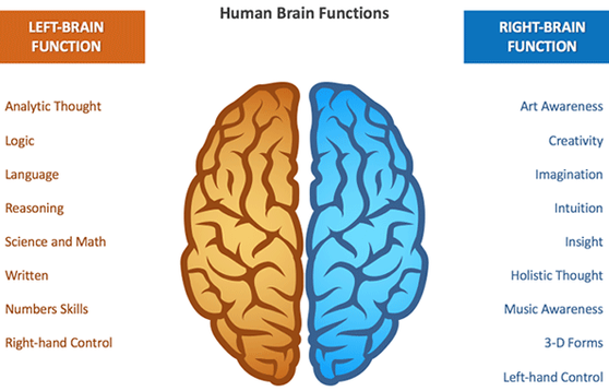 Left And Right Brain Hemispheres